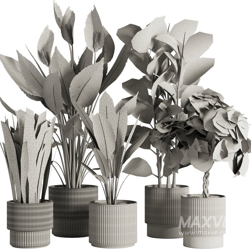 Indoor Plant Set47 - Image 5