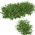 Untidy boxwood hedge – Buxus - Thumbnail 1