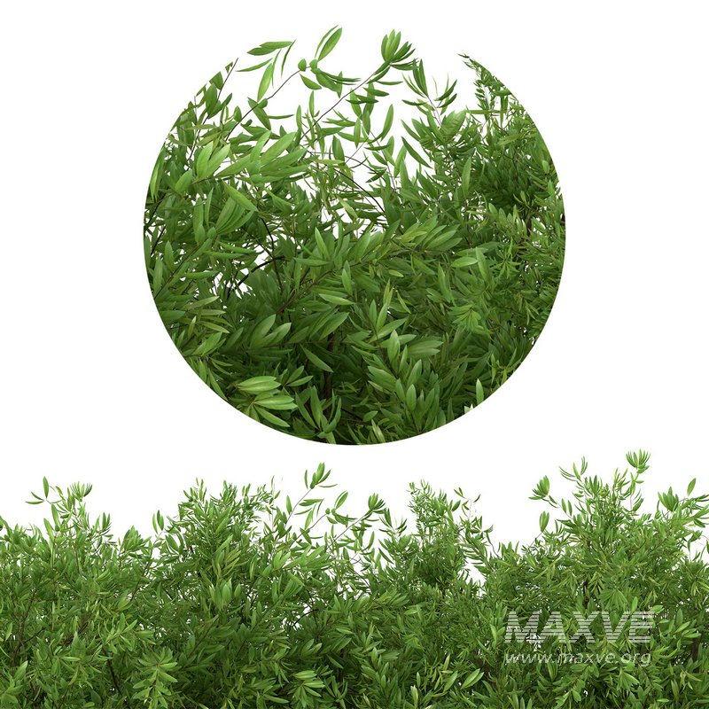 Untidy boxwood hedge – Buxus - Image 2