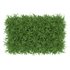Untidy boxwood hedge – Buxus - Thumbnail 3