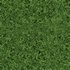 Untidy boxwood hedge – Buxus - Thumbnail 4