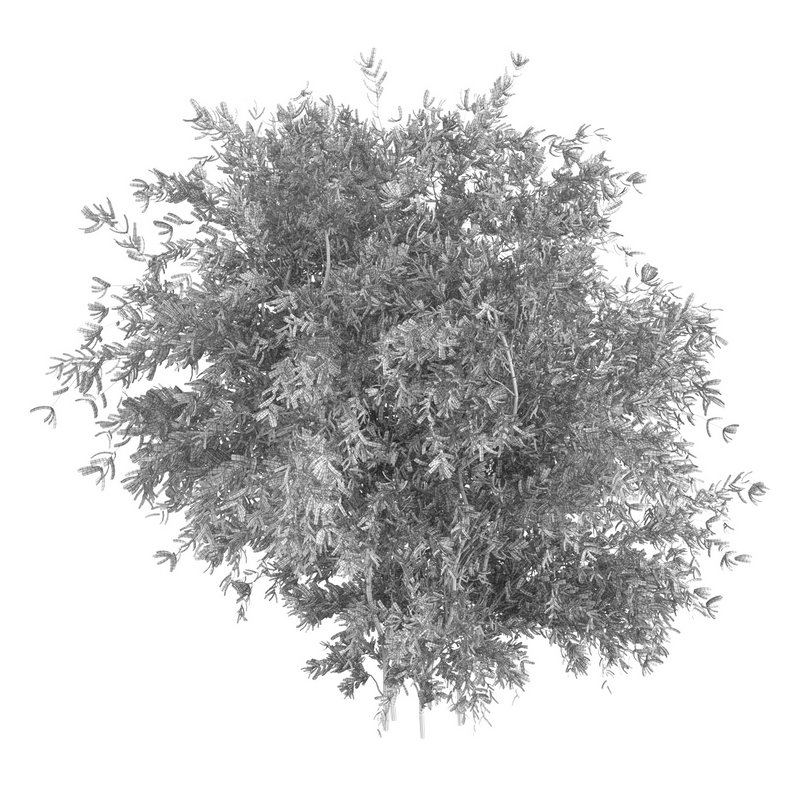 Untidy boxwood hedge – Buxus - Image 5