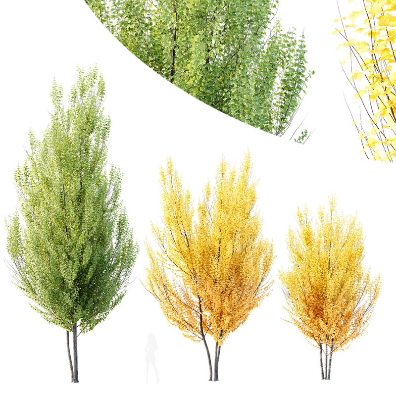 Plants Acer X_freemanii Freeman Maple Sapindaceae Autumn Blaze Set02 - Image 1