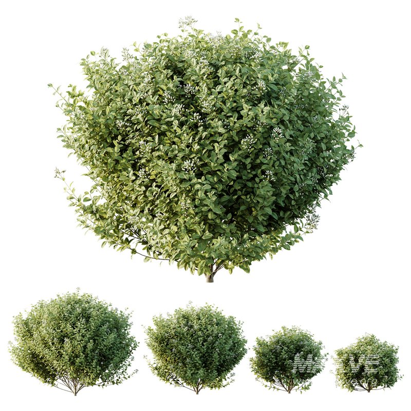 HQ Plants Stipa Tenuissima Ostnica Mocna Pony Tails - Image 1