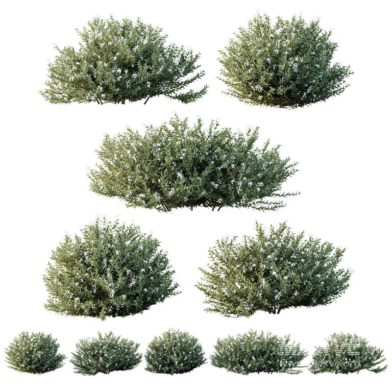 HQ Plants Gray Box Westringia Fruticosa Coastal Rosemary Flower - Image 1