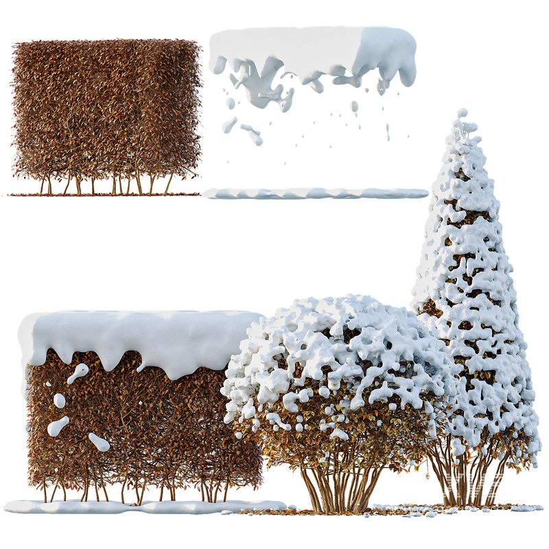 Dwarf Yaupon Holly Box Spherical Cone Winter 02 - Image 1