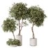 HousePlants Olive Artificial Olivo Olea Tree - Thumbnail 1