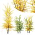 HQ Plants Acer X freemanii Freeman Maple Sapindaceae Autumn Blaze Set03 - Thumbnail 1
