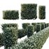 HQ Plants Gray Box Westringia Fruticosa Coastal Rosemary Flower Set03 - Thumbnail 1
