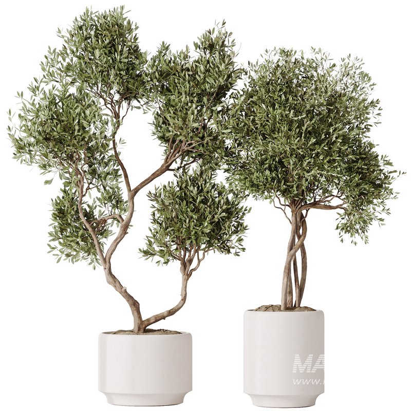 HousePlants Olive Artificial Olivo Olea Tree Set02 - Image 1