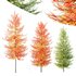 Plants Acer X freemanii Freeman Maple Sapindaceae Umbrella Set02 - Thumbnail 1