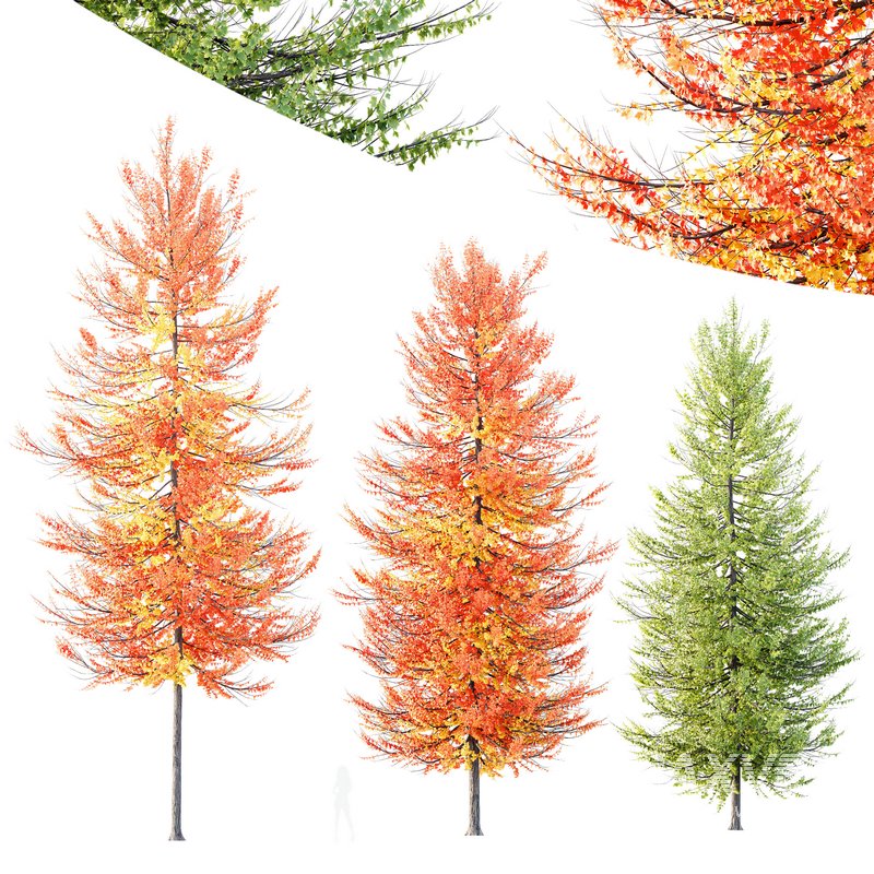 Plants Acer X freemanii Freeman Maple Sapindaceae Umbrella Set02 - Image 1