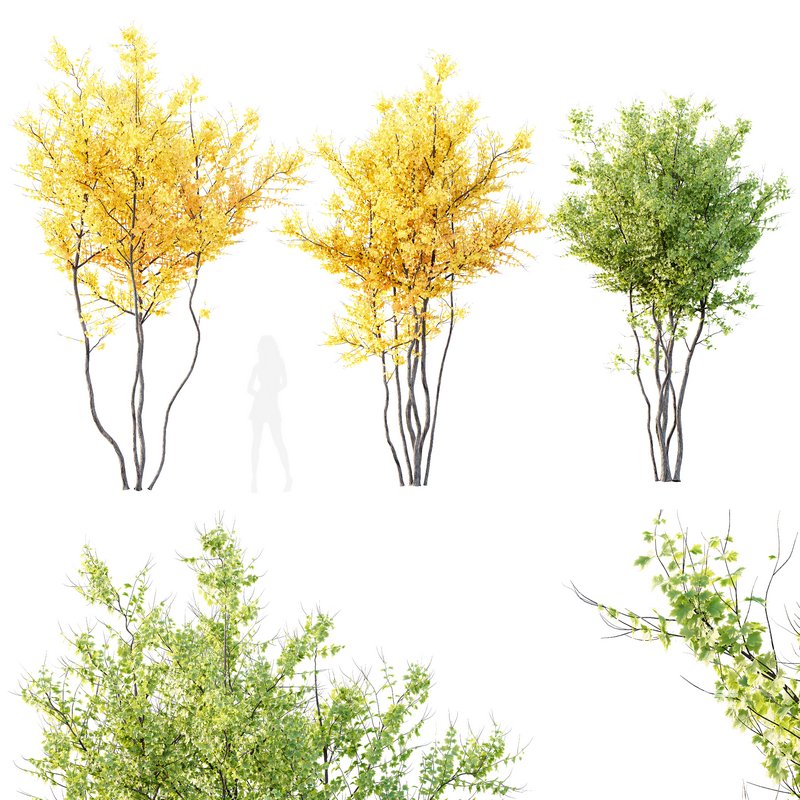 Plants Acer X freemanii Freeman Maple Sapindaceae Autumn Blaze - Image 1