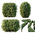 HQ Plants Ligustrum Ovalifolium Argenteum Aureum Hedge - Thumbnail 1