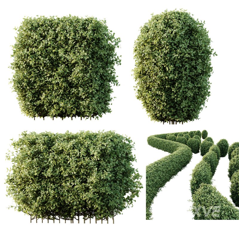 HQ Plants Ligustrum Ovalifolium Argenteum Aureum Hedge - Image 1