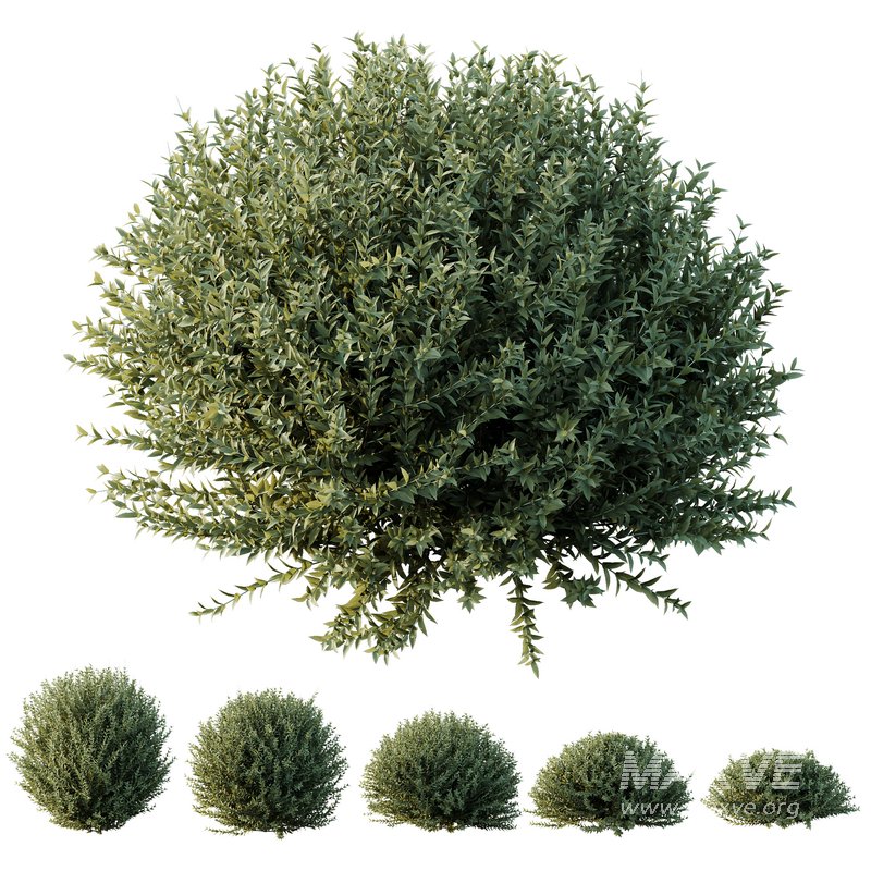 HQ Plants Gray Box Westringia Fruticosa Coastal Rosemary Set02 - Image 1