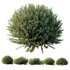Gray Box Westringia Fruticosa Coastal Rosemary - Thumbnail 1