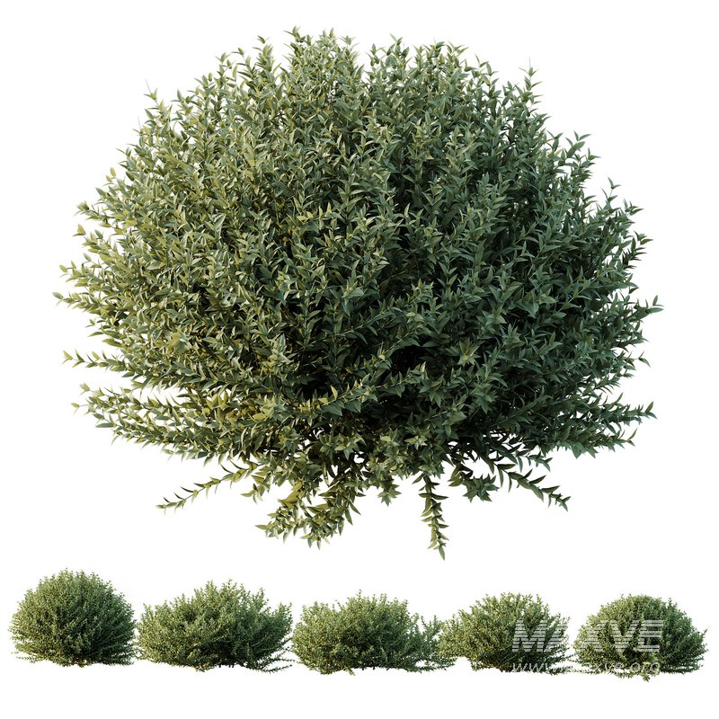 Gray Box Westringia Fruticosa Coastal Rosemary - Image 1
