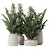 HousePlants ZZ Zamioculcas Zamiifolia Araceae Set02 - Thumbnail 2