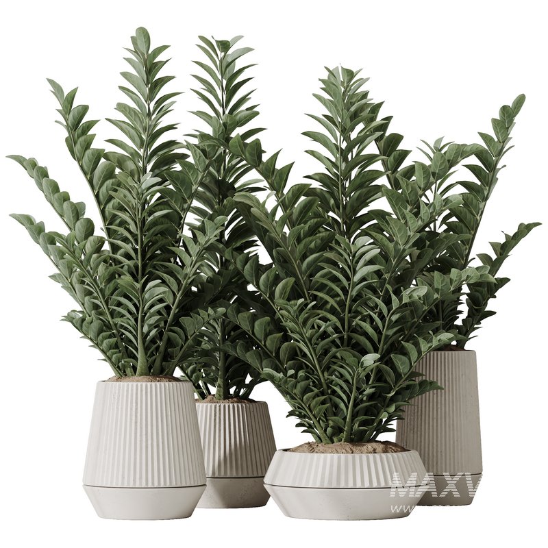 HousePlants ZZ Zamioculcas Zamiifolia Araceae Set02 - Image 2