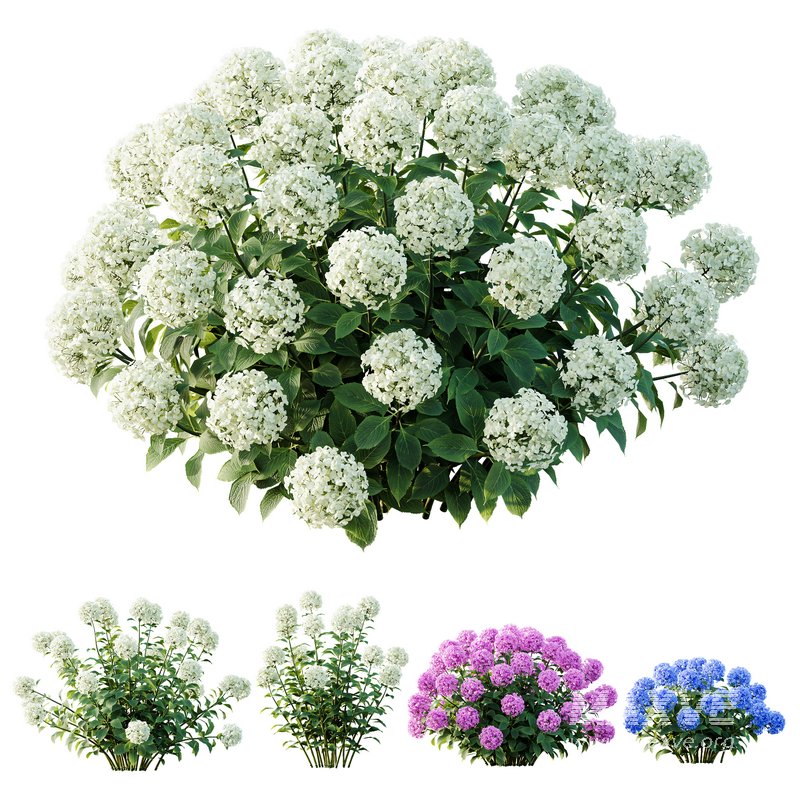 HQ Plants Smooth Wild Hydrangea Arborescens Annabelle - Image 1