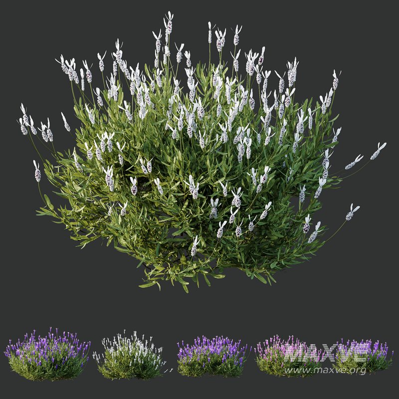 Plants Lavandula Pedunculata Atlantica Stoechas Subpedunculata - Image 1