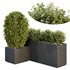 HQ Tree and bush garden box outdoor VOL 46 - Thumbnail 1