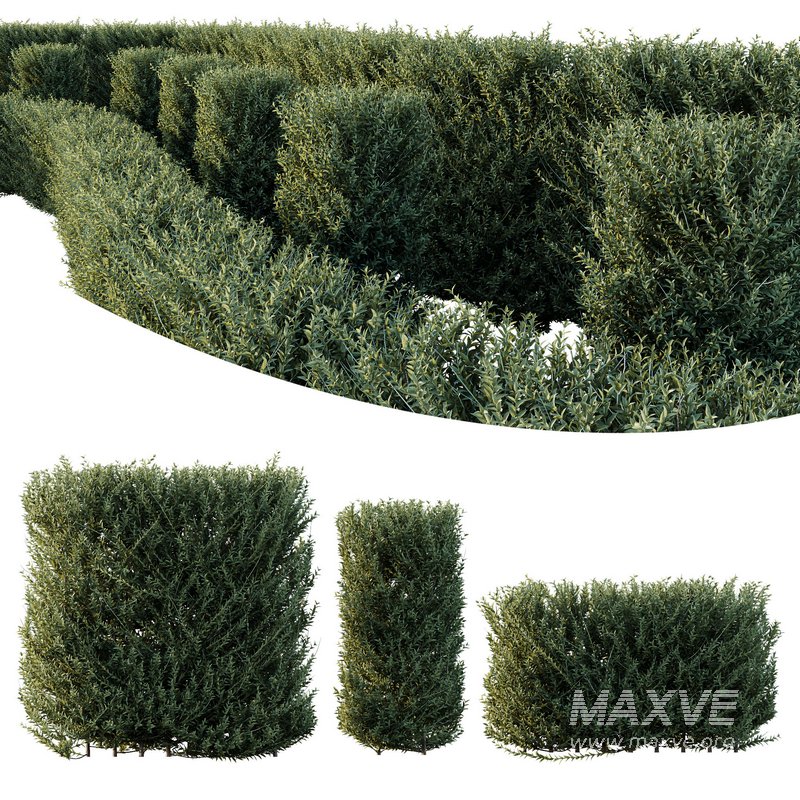 Plants Gray Box Westringia Fruticosa Coastal Rosemary Set03 - Image 3