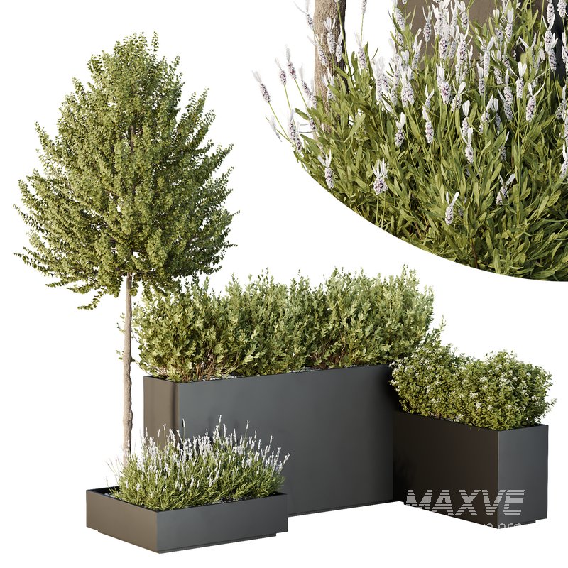 HQ Tree and bush garden box outdoor VOL 50 - Image 1