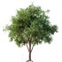 HQ Plants American Elm Tree - Thumbnail 1