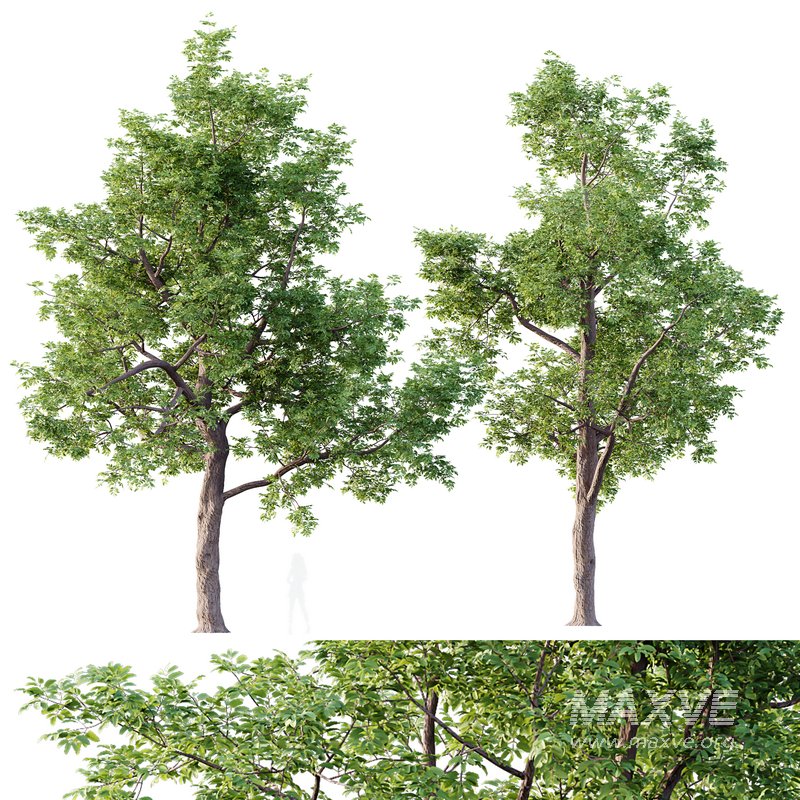 HQ Plants Ash Tree - Image 1