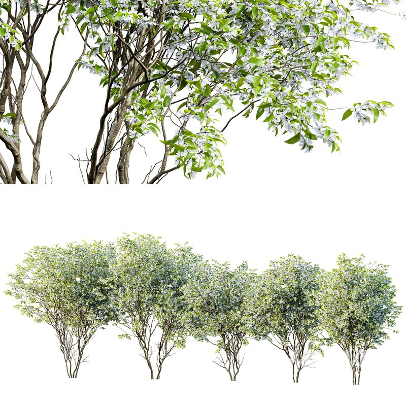 Amelanchier lamarckii4 - Image 3