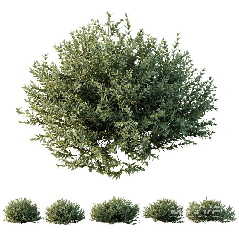HQ Plants Gray Box Westringia Fruticosa Coastal Rosemary - Image 1