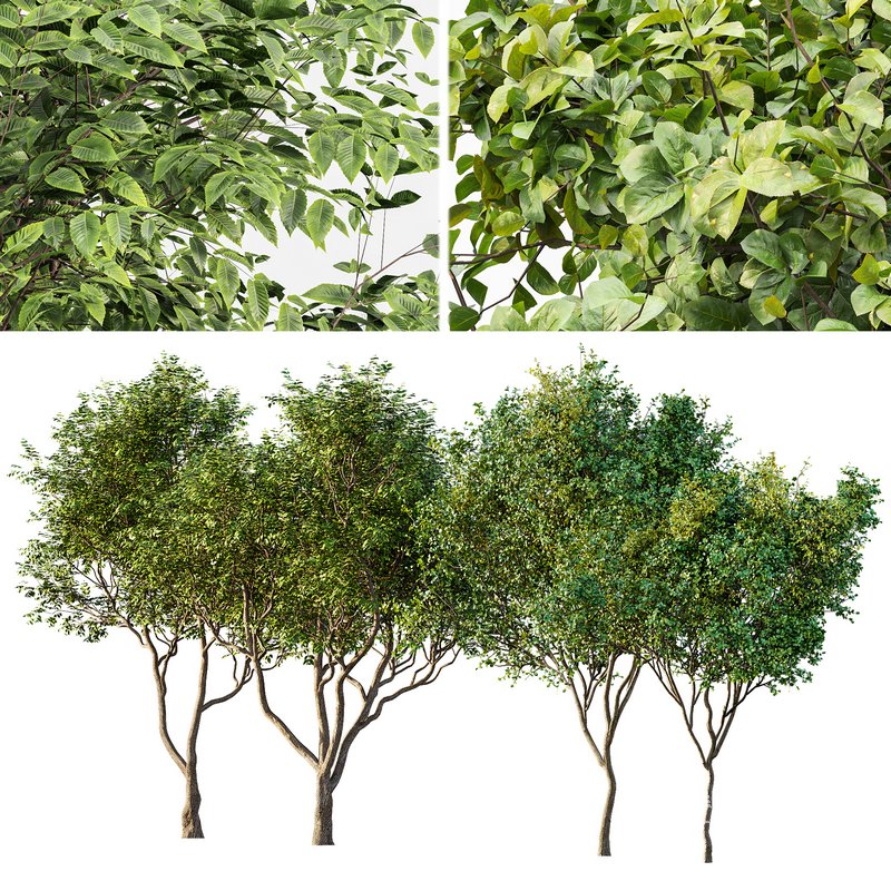 Sweet chestnut and Bush Leaf - Image 1