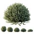 Plants Gray Box Westringia Fruticosa Coastal Rosemary Flower Set02 - Thumbnail 1