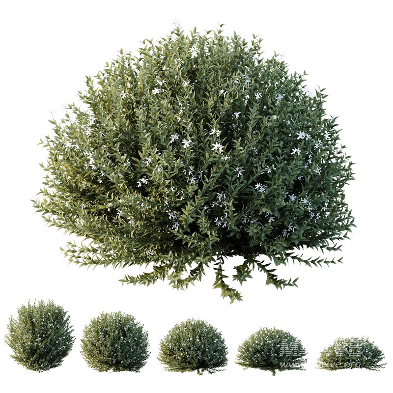 Plants Gray Box Westringia Fruticosa Coastal Rosemary Flower Set02 - Image 1