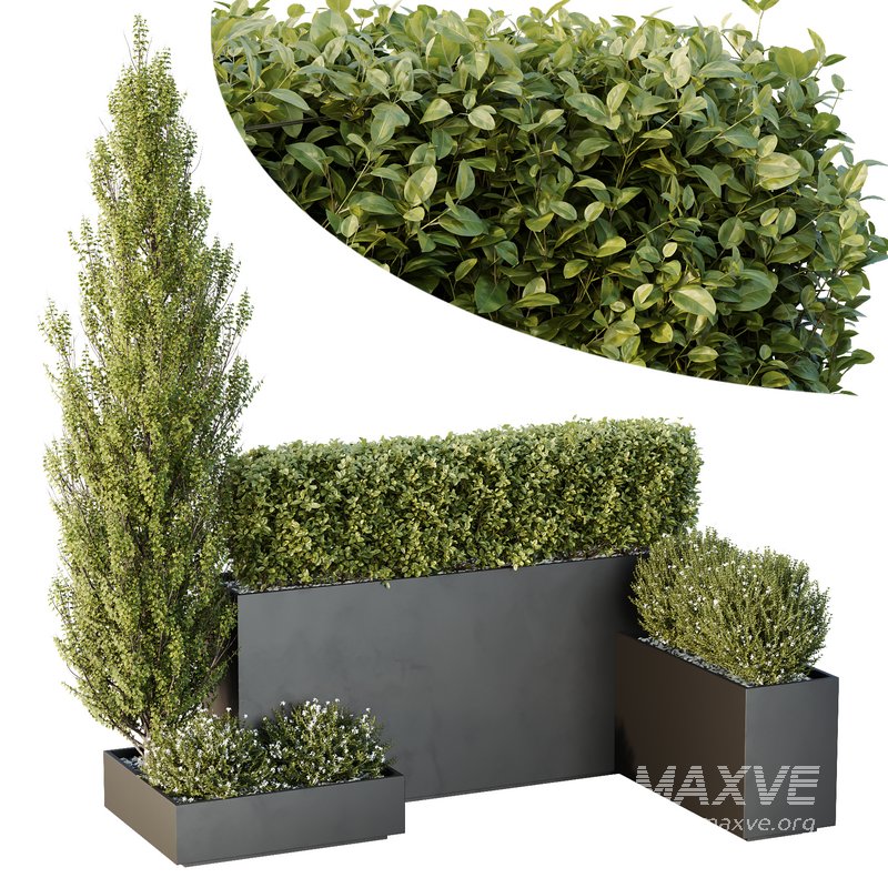 HQ Tree and bush garden box outdoor VOL 49 - Image 2