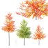 HQ Plants Acer X freemanii Freeman Maple Sapindaceae Umbrella - Thumbnail 1
