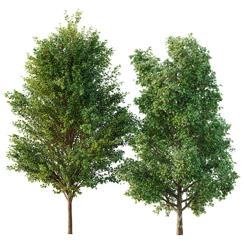 poplar 2 trees - Image 1