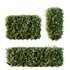 HQ Plants Ligustrum Ovalifolium Argenteum Aureum Box Hedge - Thumbnail 1