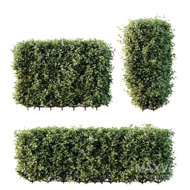 HQ Plants Ligustrum Ovalifolium Argenteum Aureum Box Hedge - Image 1