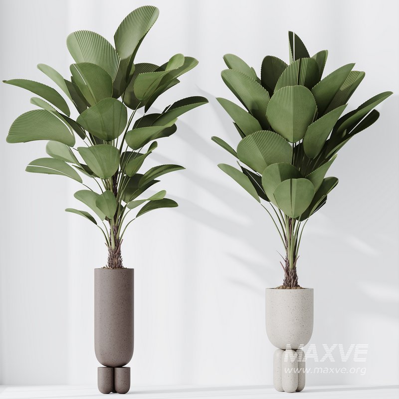 HousePlants Licuala Grandis Ruffled Fan Palm Set02 - Image 2