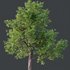 HQ Plants Ash Tree - Thumbnail 2