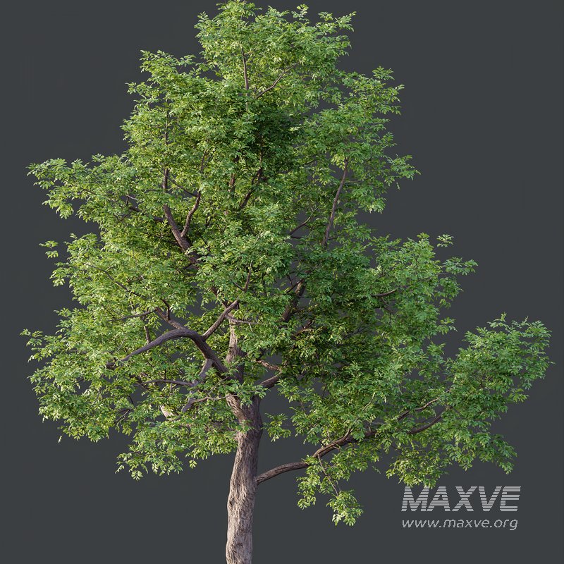 HQ Plants Ash Tree - Image 2