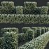 HQ Plants Gray Box Westringia Fruticosa Coastal Rosemary Flower Set03 - Thumbnail 3