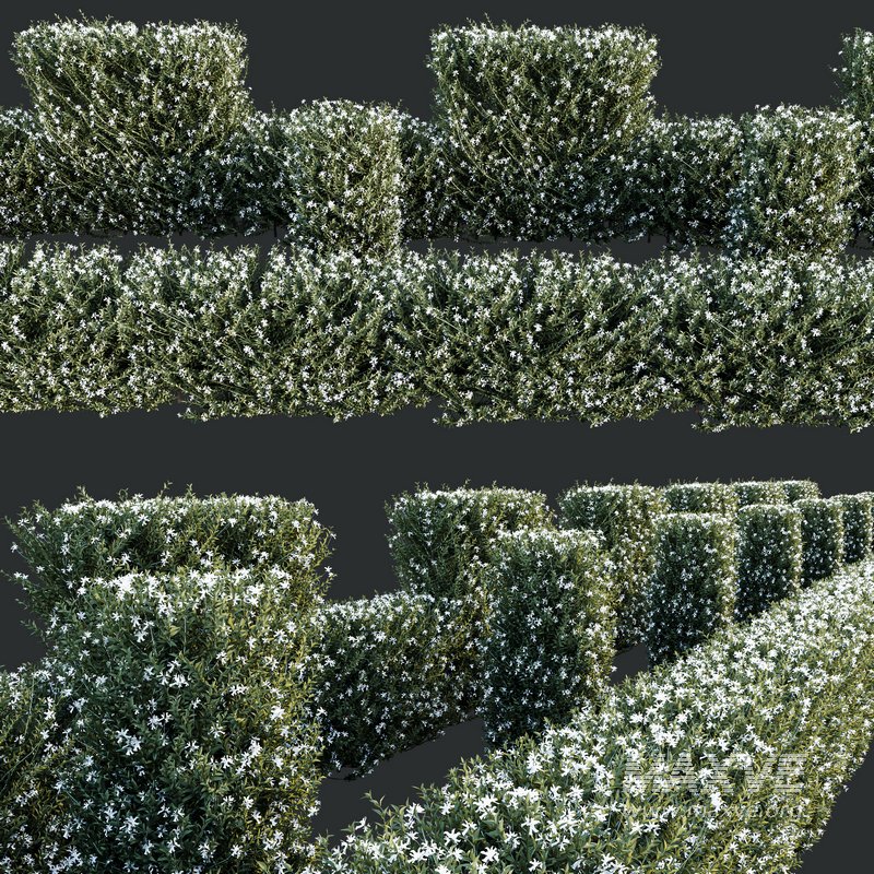 HQ Plants Gray Box Westringia Fruticosa Coastal Rosemary Flower Set03 - Image 3