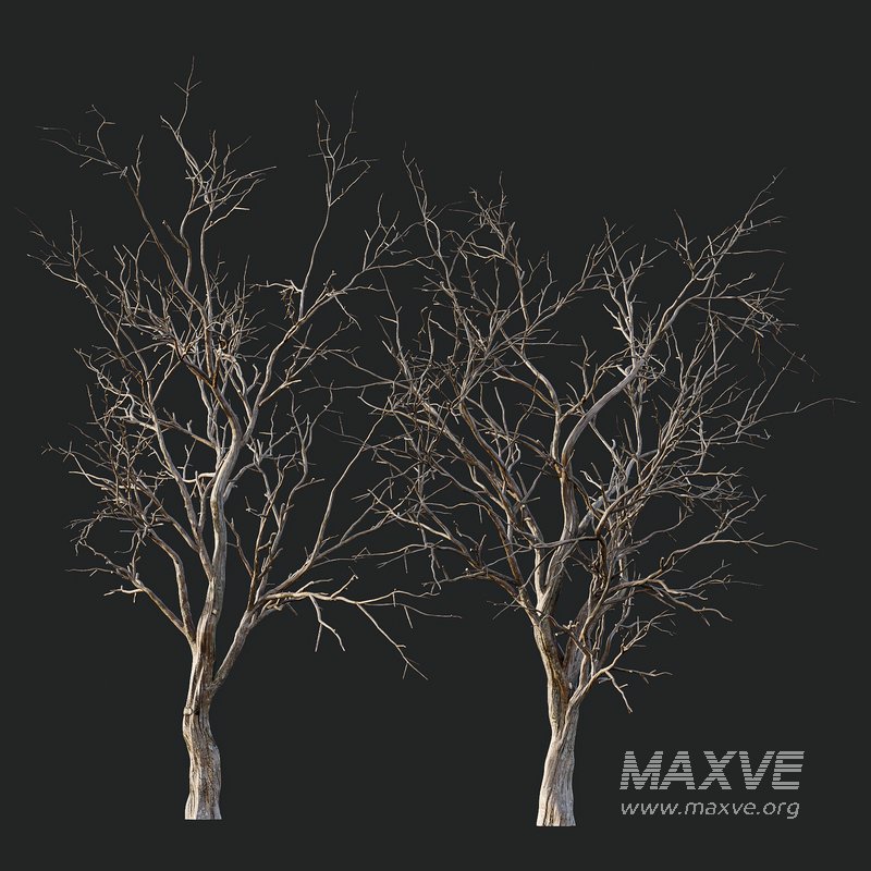 Dry Or Dead Tree 01 - Image 2