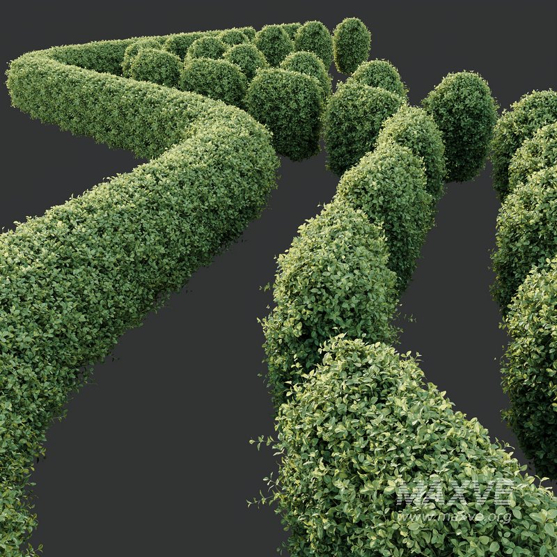 HQ Plants Ligustrum Ovalifolium Argenteum Aureum Hedge - Image 2