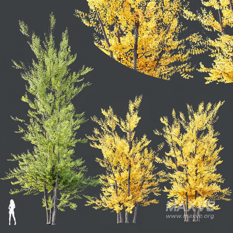 HQ Plants Acer X freemanii Freeman Maple Sapindaceae Autumn Blaze Set03 - Image 2