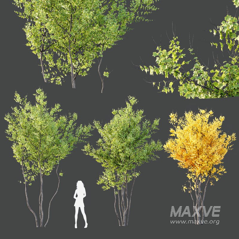 Plants Acer X freemanii Freeman Maple Sapindaceae Autumn Blaze - Image 2